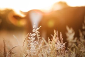 What Grass-fed Milk Really Means (in Canada)